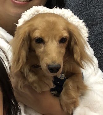 【運命の赤い糸見～つけた💓Mダックスのノダックちゃん💕、シーズーのイモちゃん💕】2019,12,7